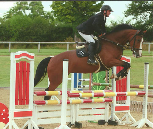 Showjumper For Sale